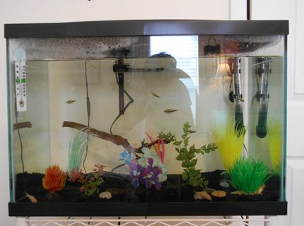 20 gallons freshwater fish tank (mostly fish and non-living decorations) - This is the new, updated version of my fish tank! I will be adding zebra danios soon. 20 gallons freshwater fish tank (mostly fish and non-living decorations) - This is the new, updated version of my fish tank! I will be adding zebra danios soon.