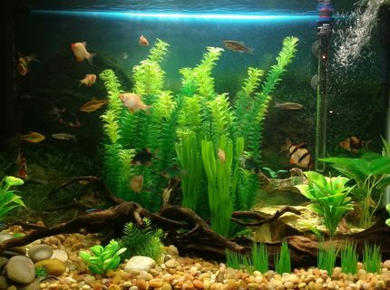66 gallons freshwater fish tank (mostly fish and non-living decorations) - My 66 Gallon tank, gonna be working on real plants soon 66 gallons freshwater fish tank (mostly fish and non-living decorations) - My 66 Gallon tank, gonna be working on real plants soon