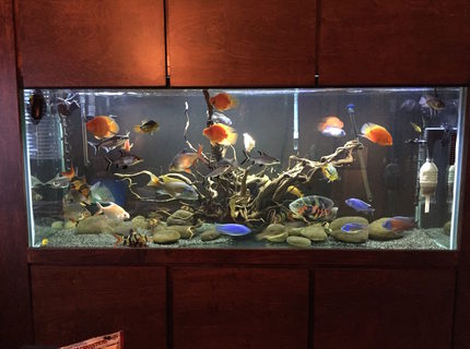 220 gallons freshwater fish tank (mostly fish and non-living decorations) - Custom Wall Cabinet
220 Gallon 72Lx30Hx22W
Hardscape
50 Fish
LED 220 gallons freshwater fish tank (mostly fish and non-living decorations) - Custom Wall Cabinet
220 Gallon 72Lx30Hx22W
Hardscape
50 Fish
LED