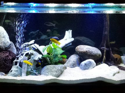 170 gallons freshwater fish tank (mostly fish and non-living decorations) - 6ft x 2ft x 2ft Lake Malawi tank 'Black Hawk Down' 170 gallons freshwater fish tank (mostly fish and non-living decorations) - 6ft x 2ft x 2ft Lake Malawi tank 'Black Hawk Down'