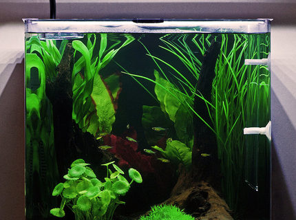 Rated #3: 10 Gallons Freshwater Fish Tank - My Aqua One Aspire55 with Green Neon Rasbora. Rated #3: 10 Gallons Freshwater Fish Tank - My Aqua One Aspire55 with Green Neon Rasbora.