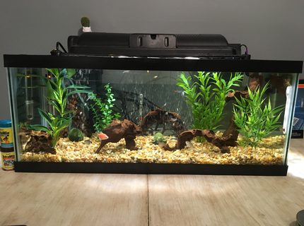 20 gallons freshwater fish tank (mostly fish and non-living decorations) - Front Side of New Tank 20 gallons freshwater fish tank (mostly fish and non-living decorations) - Front Side of New Tank
