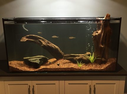 150 gallons freshwater fish tank (mostly fish and non-living decorations) - My tank 150 gallons freshwater fish tank (mostly fish and non-living decorations) - My tank