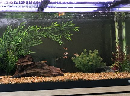 44 gallons freshwater fish tank (mostly fish and non-living decorations) - My tank 44 gallons freshwater fish tank (mostly fish and non-living decorations) - My tank