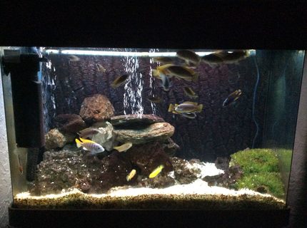 50 gallons freshwater fish tank (mostly fish and non-living decorations) - Here's my 50 gallon tank which has African Cichlids mostly peacocks, one bumblebee and jade cichlids. Had the tank second hand which I will be changing to sand and lime stone soon.. Sorry for the poor photos which where taken on my iPad.. 50 gallons freshwater fish tank (mostly fish and non-living decorations) - Here's my 50 gallon tank which has African Cichlids mostly peacocks, one bumblebee and jade cichlids. Had the tank second hand which I will be changing to sand and lime stone soon.. Sorry for the poor photos which where taken on my iPad..