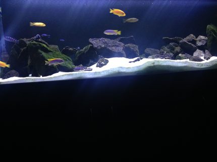 Rated #10: 80 Gallons Freshwater Fish Tank - African mbuna cichlid tank Rated #10: 80 Gallons Freshwater Fish Tank - African mbuna cichlid tank