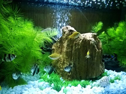 15 gallons freshwater fish tank (mostly fish and non-living decorations) - 1st photo of My little fish tank.. 15 gallons freshwater fish tank (mostly fish and non-living decorations) - 1st photo of My little fish tank..