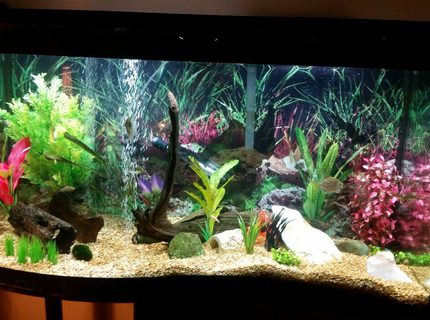 90 gallons freshwater fish tank (mostly fish and non-living decorations) - 90 gallon wave front 90 gallons freshwater fish tank (mostly fish and non-living decorations) - 90 gallon wave front