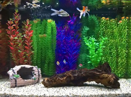 12 gallons freshwater fish tank (mostly fish and non-living decorations) - Panoramic tank
Size:62cm * 35cm * 45cm
Volume: 28 gallons
Fish types: Glass fish, zebra dianos, golden fish
Decoration: Artificial plants and barrel. Natural bogwood and gravel 12 gallons freshwater fish tank (mostly fish and non-living decorations) - Panoramic tank
Size:62cm * 35cm * 45cm
Volume: 28 gallons
Fish types: Glass fish, zebra dianos, golden fish
Decoration: Artificial plants and barrel. Natural bogwood and gravel