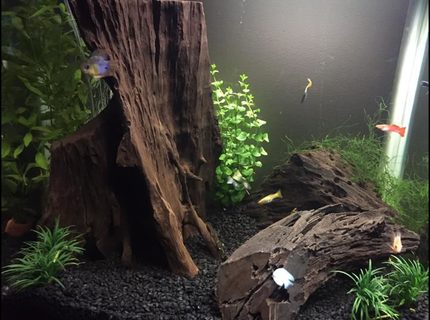 35 gallons freshwater fish tank (mostly fish and non-living decorations) - Love these guys, hope you enjoy my tank as much as me! :) 35 gallons freshwater fish tank (mostly fish and non-living decorations) - Love these guys, hope you enjoy my tank as much as me! :)