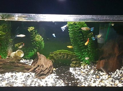 47 gallons freshwater fish tank (mostly fish and non-living decorations) - tried to make my 54L/14.2G tank look pretty with some old plastic plants and some wood and a cool small Bridge. What do you think ? 47 gallons freshwater fish tank (mostly fish and non-living decorations) - tried to make my 54L/14.2G tank look pretty with some old plastic plants and some wood and a cool small Bridge. What do you think ?