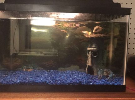 5 gallons freshwater fish tank (mostly fish and non-living decorations) - My tank 5 gallons freshwater fish tank (mostly fish and non-living decorations) - My tank