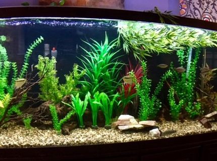 150 gallons freshwater fish tank (mostly fish and non-living decorations) - my 150 Gallon. Tons of barbs, rainbow fish and cory's. 150 gallons freshwater fish tank (mostly fish and non-living decorations) - my 150 Gallon. Tons of barbs, rainbow fish and cory's.