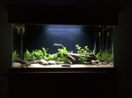 Rated #4: 53 Gallons Freshwater Fish Tank - 200litre
. 6x black neon tetra.
3x Bolivian rams
9x rummy nose
9x cardinal tetra Rated #4: 53 Gallons Freshwater Fish Tank - 200litre
. 6x black neon tetra.
3x Bolivian rams
9x rummy nose
9x cardinal tetra