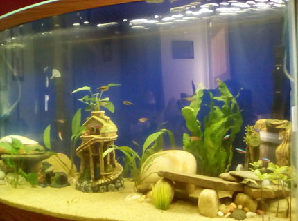 46 gallons freshwater fish tank (mostly fish and non-living decorations) - 46gal Bowfront Tank 46 gallons freshwater fish tank (mostly fish and non-living decorations) - 46gal Bowfront Tank