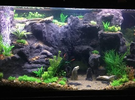 Rated #58: 75 Gallons Freshwater Fish Tank - West Africian Biotope(ish) I\ Rated #58: 75 Gallons Freshwater Fish Tank - West Africian Biotope(ish) I'm not super strict.
