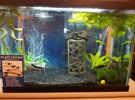 20 gallons freshwater fish tank (mostly fish and non-living decorations) - 20 gal 10 glass cats and 10 ghost shrimp, 1 gold inca snail, 1 bristlenose pleco very small. 6 marimo moss balls, 2 amazon swords, 1 anubias small, 2 bamboo 1 big 1 small, many bunches of elodea waterweed free floating man. 20 gallons freshwater fish tank (mostly fish and non-living decorations) - 20 gal 10 glass cats and 10 ghost shrimp, 1 gold inca snail, 1 bristlenose pleco very small. 6 marimo moss balls, 2 amazon swords, 1 anubias small, 2 bamboo 1 big 1 small, many bunches of elodea waterweed free floating man.