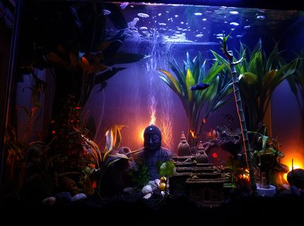 37 gallons freshwater fish tank (mostly fish and non-living decorations) - First week, waiting on a additional 225 led 14 watt marine lamp 37 gallons freshwater fish tank (mostly fish and non-living decorations) - First week, waiting on a additional 225 led 14 watt marine lamp