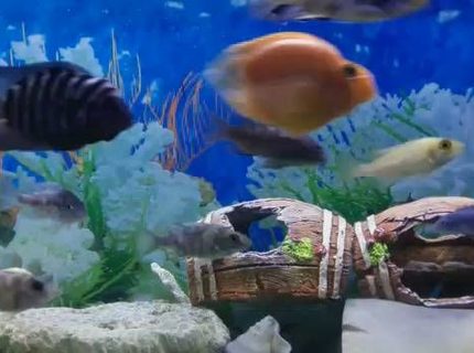 30 gallons freshwater fish tank (mostly fish and non-living decorations) - My Tank 30 gallons freshwater fish tank (mostly fish and non-living decorations) - My Tank