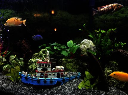 60 gallons freshwater fish tank (mostly fish and non-living decorations) - My aquarium with mostly Cichlid 60 gallons freshwater fish tank (mostly fish and non-living decorations) - My aquarium with mostly Cichlid