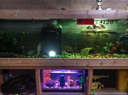 100 gallons freshwater fish tank (mostly fish and non-living decorations) - Have had my turtles for about 10 years now and have just recently begun to care for their tank as an artificial ecosystem rather than a cage for turtles. With a easy to service filter with massive 500 gal filtration capacity; plecostamous and snails to deal with algea load; and guppies and tetra to keep myself and the turtles entertained ; as well as fresh parsley growing out of top of filter to provide fresh green and suck some nitrogen out of the water as it filters back into tank I am very happy with this set up. In addition I have just set up bikini bottom (tank down below) to breed guppies, tetra and snails, so I can raise up fry and snails to a survivable level to add back into turtle tank and keep it bumpin! 100 gallons freshwater fish tank (mostly fish and non-living decorations) - Have had my turtles for about 10 years now and have just recently begun to care for their tank as an artificial ecosystem rather than a cage for turtles. With a easy to service filter with massive 500 gal filtration capacity; plecostamous and snails to deal with algea load; and guppies and tetra to keep myself and the turtles entertained ; as well as fresh parsley growing out of top of filter to provide fresh green and suck some nitrogen out of the water as it filters back into tank I am very happy with this set up. In addition I have just set up bikini bottom (tank down below) to breed guppies, tetra and snails, so I can raise up fry and snails to a survivable level to add back into turtle tank and keep it bumpin!