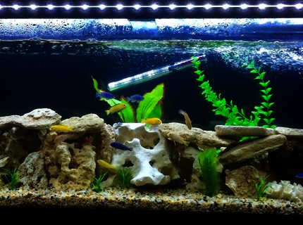 50 gallons freshwater fish tank (mostly fish and non-living decorations) - Cichlids 50 gallons freshwater fish tank (mostly fish and non-living decorations) - Cichlids