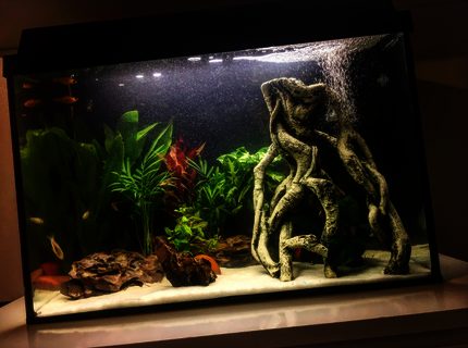 200 gallons freshwater fish tank (mostly fish and non-living decorations) - Freshwater planted community fish Aquarium 200 gallons freshwater fish tank (mostly fish and non-living decorations) - Freshwater planted community fish Aquarium