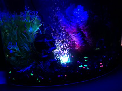 5 gallons freshwater fish tank (mostly fish and non-living decorations) - My tank 5 gallons freshwater fish tank (mostly fish and non-living decorations) - My tank