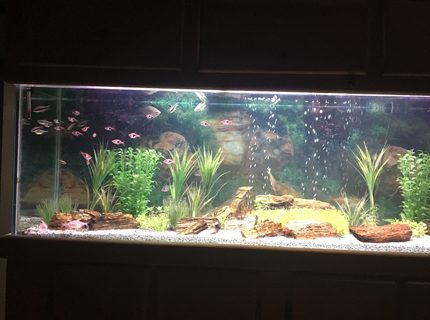 100 gallons freshwater fish tank (mostly fish and non-living decorations) - Tetra And Petrified Wood 100 gallons freshwater fish tank (mostly fish and non-living decorations) - Tetra And Petrified Wood