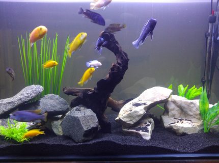 100 gallons freshwater fish tank (mostly fish and non-living decorations) - 1200x450x700 African Malawi tank 100 gallons freshwater fish tank (mostly fish and non-living decorations) - 1200x450x700 African Malawi tank
