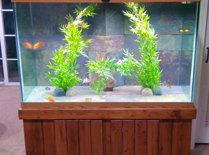 150 gallons freshwater fish tank (mostly fish and non-living decorations) - Fancy Goldfish in my 150 gallon with slate tiled back and bottom with an overflow system feeding a 30 gallon sump. 150 gallons freshwater fish tank (mostly fish and non-living decorations) - Fancy Goldfish in my 150 gallon with slate tiled back and bottom with an overflow system feeding a 30 gallon sump.