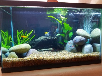 10 gallons freshwater fish tank (mostly fish and non-living decorations) - Wifey's tank 10 gallons freshwater fish tank (mostly fish and non-living decorations) - Wifey's tank