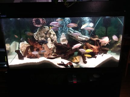120 gallons freshwater fish tank (mostly fish and non-living decorations) - 120 gallon Cichlid and Company tank 120 gallons freshwater fish tank (mostly fish and non-living decorations) - 120 gallon Cichlid and Company tank