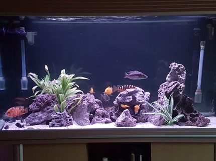90 gallons freshwater fish tank (mostly fish and non-living decorations) - 300 ltr African cichlid aquarium 90 gallons freshwater fish tank (mostly fish and non-living decorations) - 300 ltr African cichlid aquarium