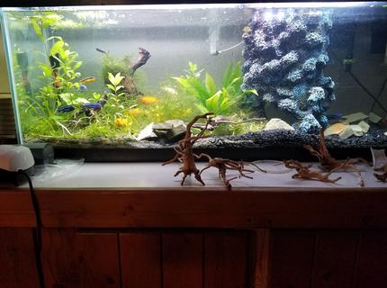 40 gallons freshwater fish tank (mostly fish and non-living decorations) - Hawaiian Tank in all it's glory. 40 gallons freshwater fish tank (mostly fish and non-living decorations) - Hawaiian Tank in all it's glory.