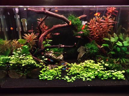Rated #5: 20 Gallons Freshwater Fish Tank - 6 weeks into new built Rated #5: 20 Gallons Freshwater Fish Tank - 6 weeks into new built