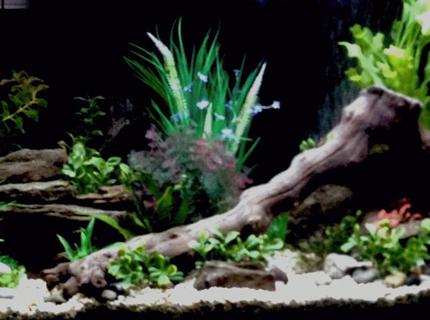 Rated #2: 36 Gallons Freshwater Fish Tank - 55 gallon freshwater tank two weeks in haven\ Rated #2: 36 Gallons Freshwater Fish Tank - 55 gallon freshwater tank two weeks in haven't decided on fish yet any suggestions
