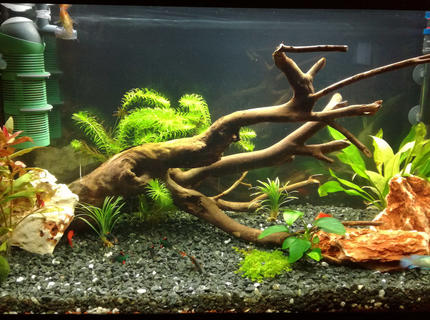 34 gallons freshwater fish tank (mostly fish and non-living decorations) - my 34 gallon (130 liters) freshwater fish tank. 34 gallons freshwater fish tank (mostly fish and non-living decorations) - my 34 gallon (130 liters) freshwater fish tank.