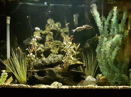 65 gallons freshwater fish tank (mostly fish and non-living decorations) - 65g freshwater 65 gallons freshwater fish tank (mostly fish and non-living decorations) - 65g freshwater