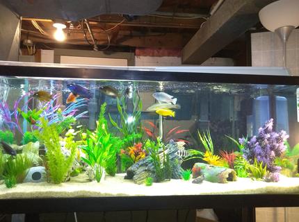 75 gallons freshwater fish tank (mostly fish and non-living decorations) - My 75g Cichlid Tank, Any suggestions? 75 gallons freshwater fish tank (mostly fish and non-living decorations) - My 75g Cichlid Tank, Any suggestions?