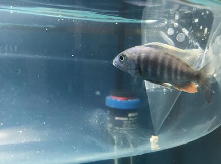 36 gallons freshwater fish tank (mostly fish and non-living decorations) - Name this fish for me please . I just got this in the fish store but forgot the name of the fish 36 gallons freshwater fish tank (mostly fish and non-living decorations) - Name this fish for me please . I just got this in the fish store but forgot the name of the fish