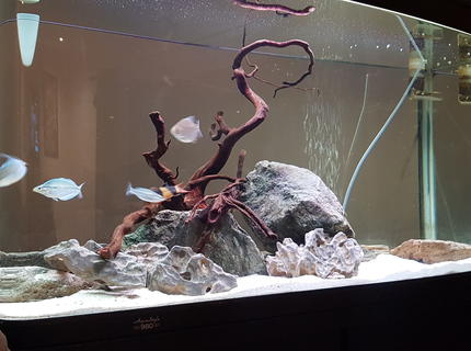 56 gallons freshwater fish tank (mostly fish and non-living decorations) - Native tank 56 gallons freshwater fish tank (mostly fish and non-living decorations) - Native tank