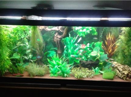 75 gallons freshwater fish tank (mostly fish and non-living decorations) - 75 gallon freshwater tank with fake plants, Malaysian Driftwood, and African Mopani Wood.
Contains:
1 Bristlenose Pleco named Calypso (Ancistrus species)
12 Panda Cories - counting only the full grown adults for now...they keep breeding (Corydoras panda)
11 Gold Tetras (tentavely identified as 9 Hemigrammus rodwayi and 2 Hemigrammus vorderwinkler)
7 Black Neon Tetras (Hemigrammus herbertaxelrodi)
1 Bolivian Ram male named Ramza Beoulve (Mikrogeophagus altispinosus)
10 Cardinal Tetras (Paracheirodon axelrodi)
1 Honey Gourami male named Bendy (Trichogaster chuna)
10 Harlequin Rasboras (Trigonostigma heteromorpha) 75 gallons freshwater fish tank (mostly fish and non-living decorations) - 75 gallon freshwater tank with fake plants, Malaysian Driftwood, and African Mopani Wood.
Contains:
1 Bristlenose Pleco named Calypso (Ancistrus species)
12 Panda Cories - counting only the full grown adults for now...they keep breeding (Corydoras panda)
11 Gold Tetras (tentavely identified as 9 Hemigrammus rodwayi and 2 Hemigrammus vorderwinkler)
7 Black Neon Tetras (Hemigrammus herbertaxelrodi)
1 Bolivian Ram male named Ramza Beoulve (Mikrogeophagus altispinosus)
10 Cardinal Tetras (Paracheirodon axelrodi)
1 Honey Gourami male named Bendy (Trichogaster chuna)
10 Harlequin Rasboras (Trigonostigma heteromorpha)