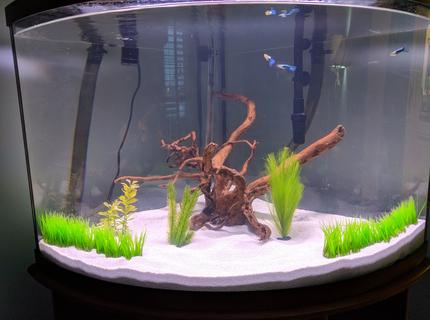 55 gallons freshwater fish tank (mostly fish and non-living decorations) - The beginning of our tank. 55 gallons freshwater fish tank (mostly fish and non-living decorations) - The beginning of our tank.