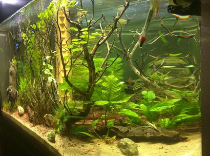 70 gallons freshwater fish tank (mostly fish and non-living decorations) - 70g Bullnose tank 70 gallons freshwater fish tank (mostly fish and non-living decorations) - 70g Bullnose tank