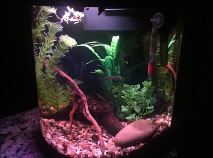 4 gallons freshwater fish tank (mostly fish and non-living decorations) - 3.5 freshwater Nano 4 gallons freshwater fish tank (mostly fish and non-living decorations) - 3.5 freshwater Nano