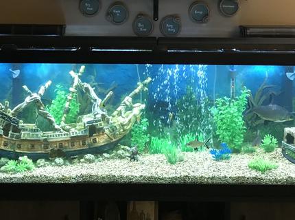 125 gallons freshwater fish tank (mostly fish and non-living decorations) - Beware of Sharks 125 gallons freshwater fish tank (mostly fish and non-living decorations) - Beware of Sharks