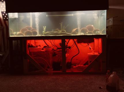 250 gallons freshwater fish tank (mostly fish and non-living decorations) - What do you guys think? 250 gallons freshwater fish tank (mostly fish and non-living decorations) - What do you guys think?
