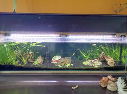 45 gallons freshwater fish tank (mostly fish and non-living decorations) - Normally i have an casing around the aquarium because i made it inside a piano. However, for your view i removed it. 45 gallons freshwater fish tank (mostly fish and non-living decorations) - Normally i have an casing around the aquarium because i made it inside a piano. However, for your view i removed it.