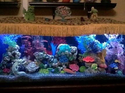 Rated #3: 55 Gallons Freshwater Fish Tank - My colorful tank. Rated #3: 55 Gallons Freshwater Fish Tank - My colorful tank.